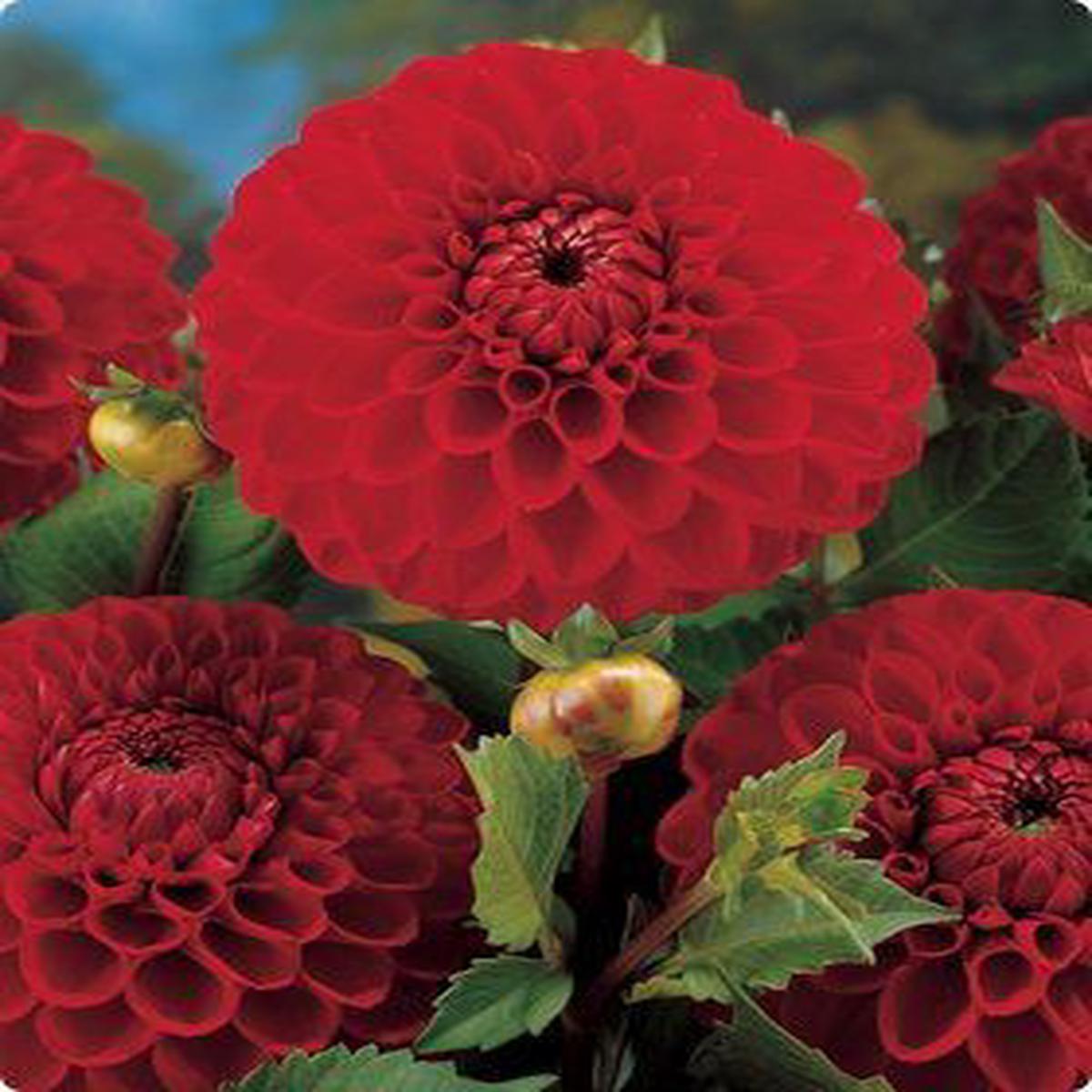DAHLIA BOOM BOOM RED I