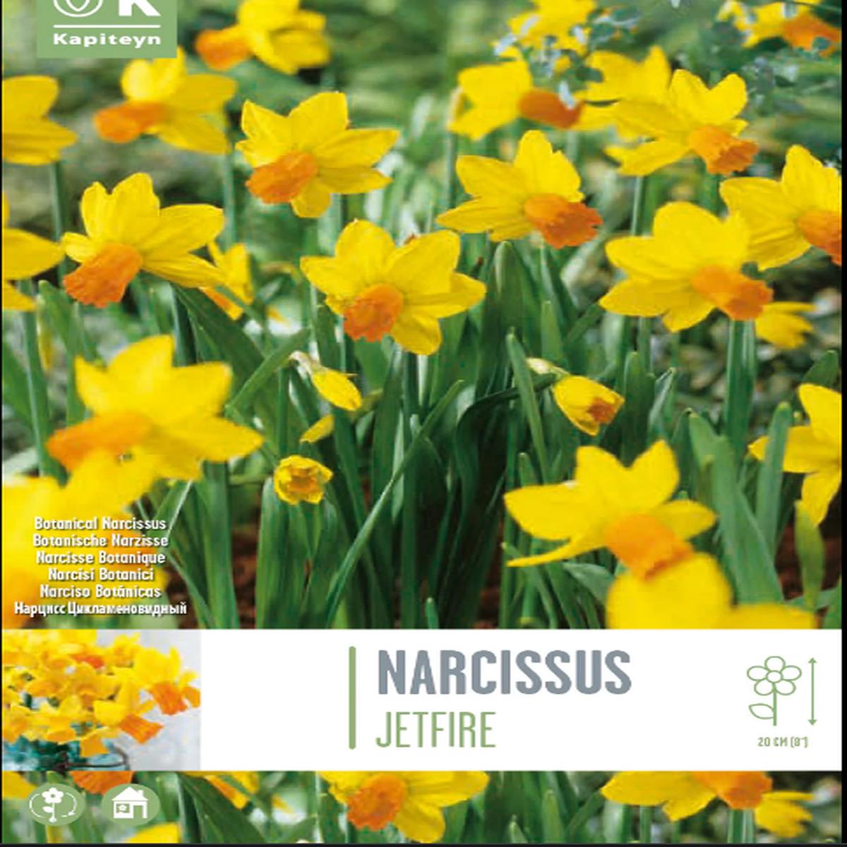 NARCISSUS JETFIRE X 10
