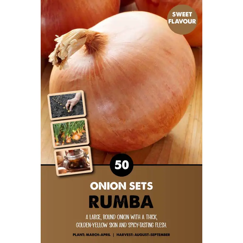 ONIONSETS RUMBA x50