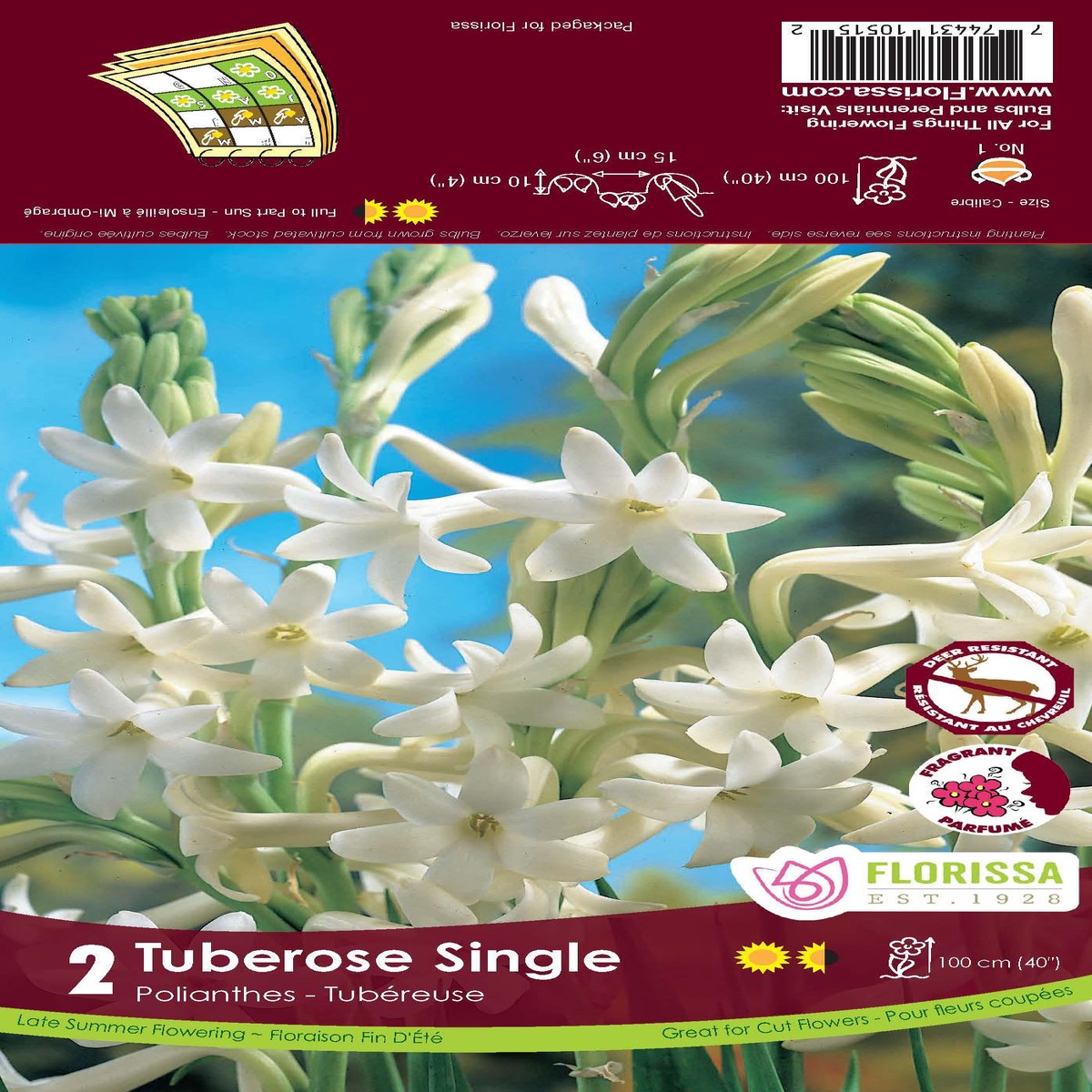 Tuberose Single Bulb