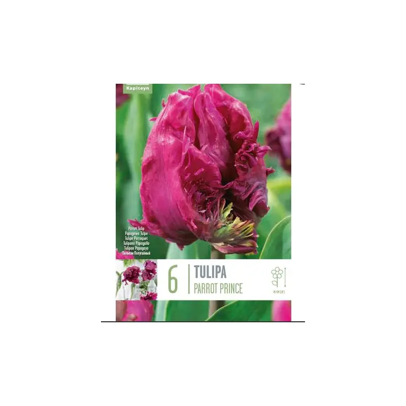 TUL PARROT PARROT PRINCE X 6