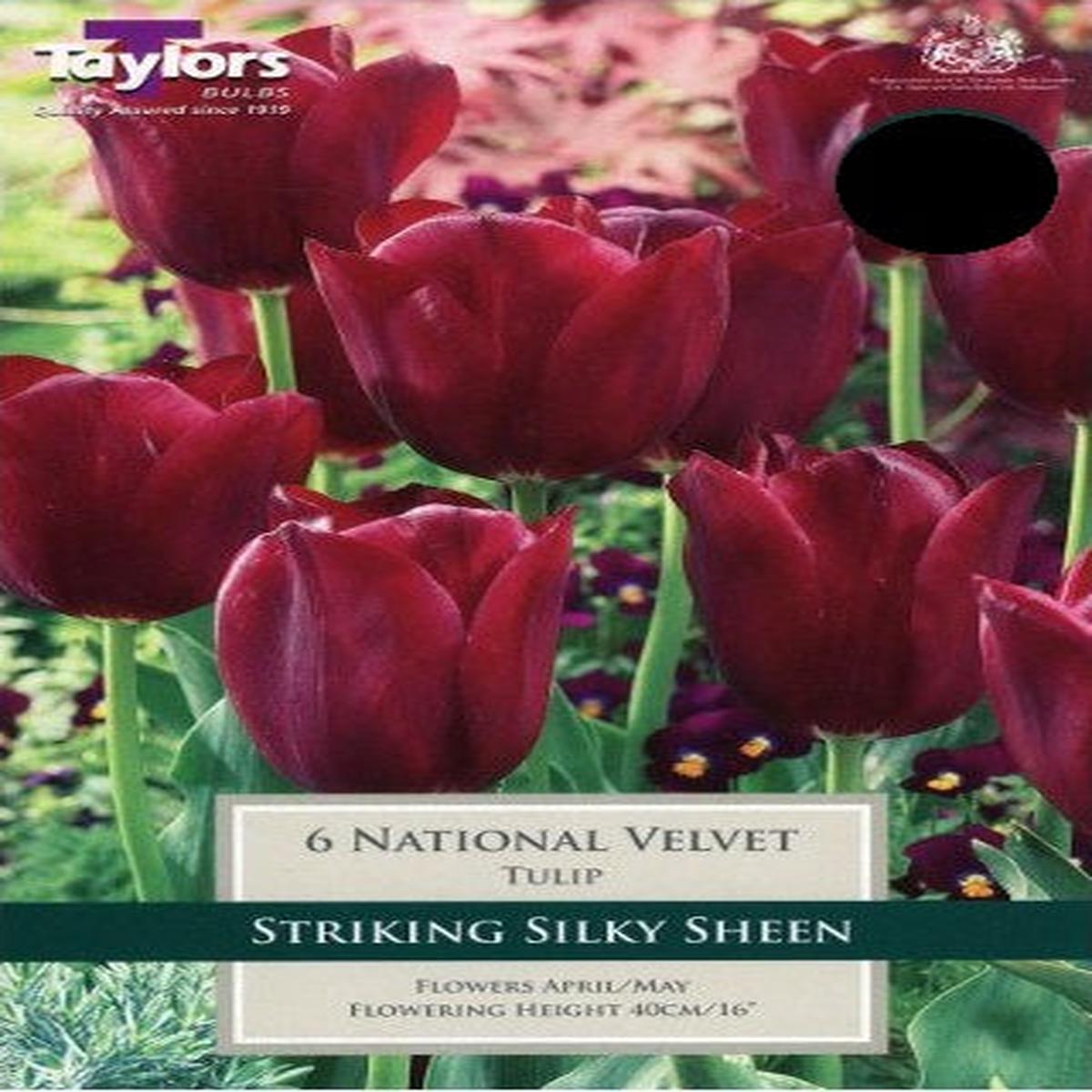 TULIP NATIONAL VELVET 6
