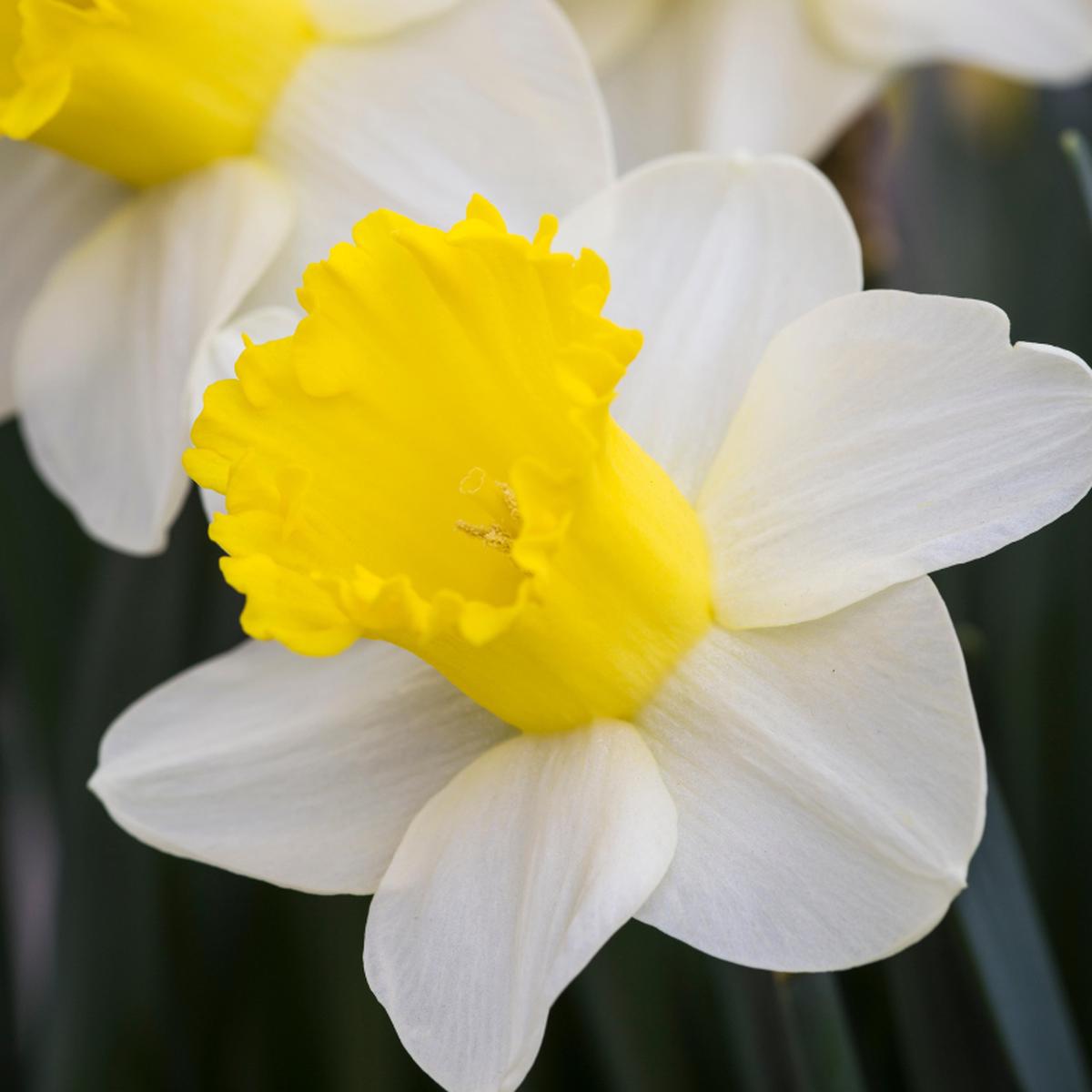 'Attraction' Trumpet Daffodil
