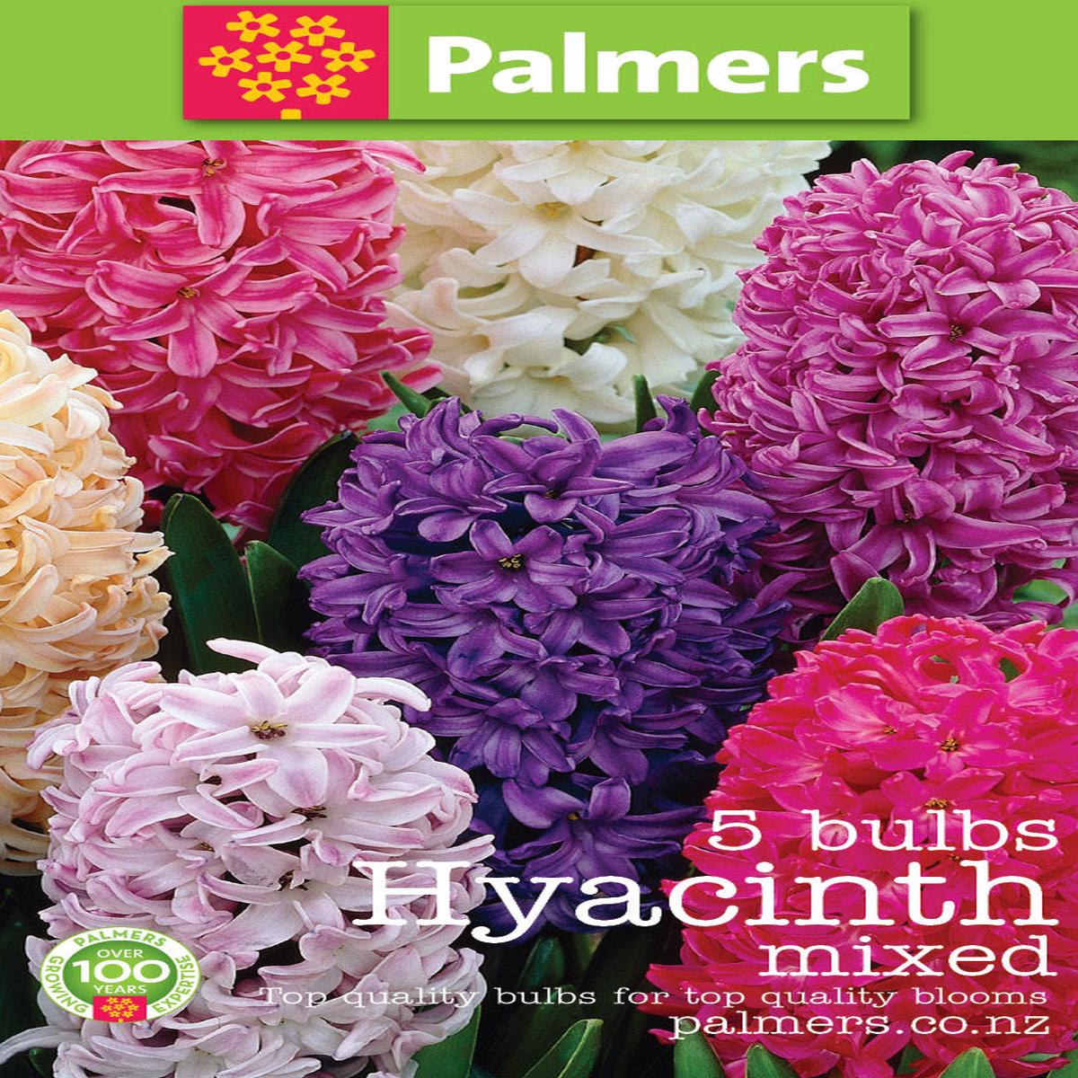 Hyacinth Mixed Bulbs - 5PK